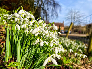 Snowdrops in the nature, closeup. Selective focus.