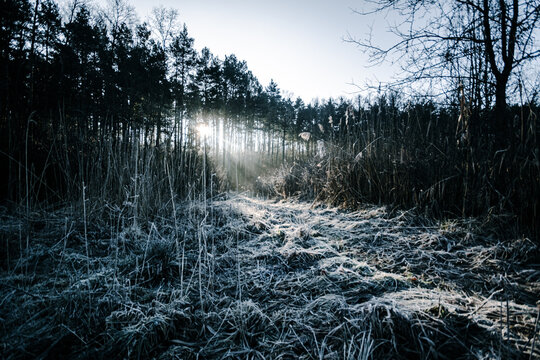 Frozen grass in a clearing near a pine forest through which the rays of the early sun make their way