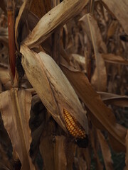 dried corn on the cob