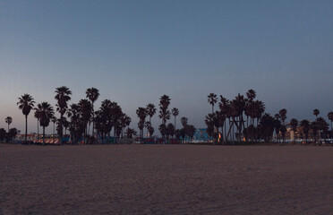 Venice beach palms at sunset. L.A. California