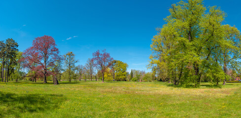 Magical panoramic view of deciduous forest in the city park in early Spring with blue sky, Magdeburg, Germany