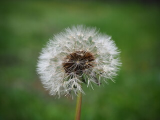 dandelion on green background