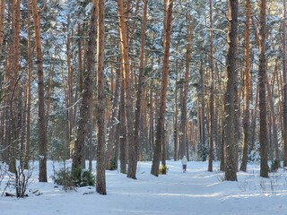 forest in winter