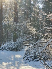 forest in winter