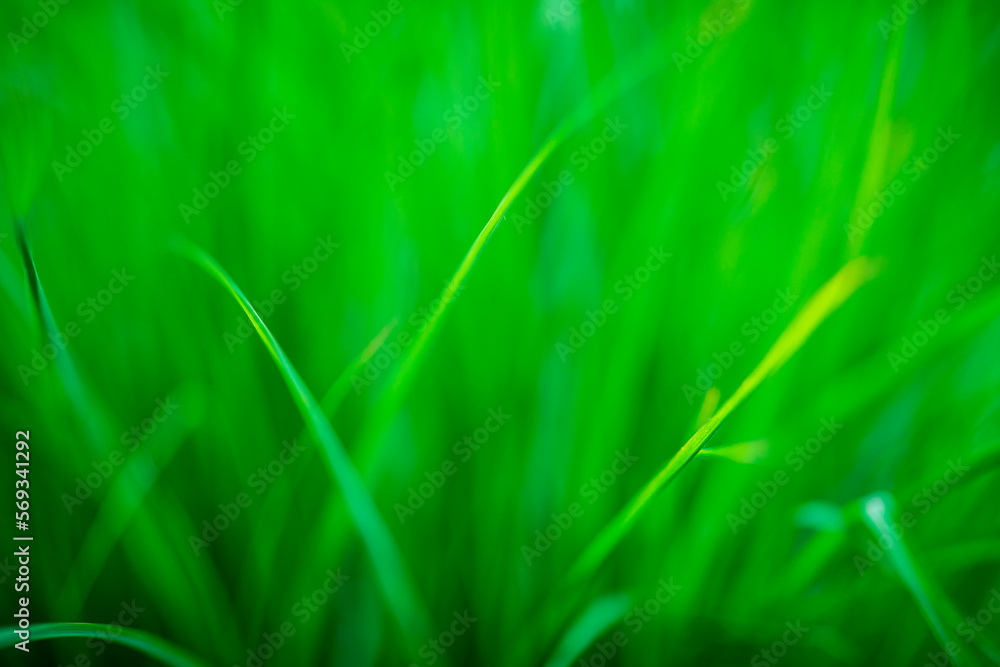 Poster Natural green grass background