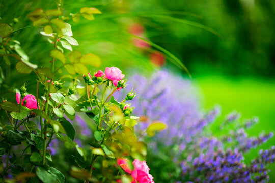 Spring and summer natural background with roses and lavender flowers in garden