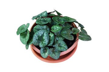 Cyclamen plant in flower flowerpot isolated on white background 