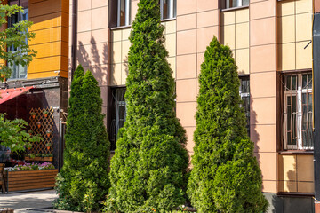 Fototapeta na wymiar Small flowerbed with row of thuja trees along facade of building in courtyard.