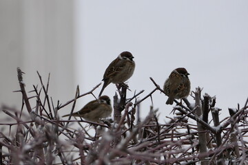 Birds, sparrows sit on a branch.