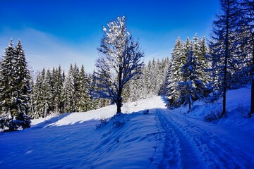 winter landscape with trees