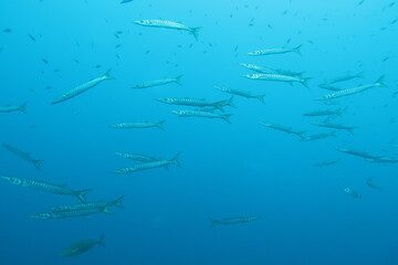 School of barracudas in the meditteranean sea off the coast of Mallorca