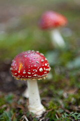 MUSHROOM REDS