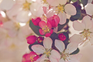 Close up of white and pink blooms on a crabapple treen in spring.