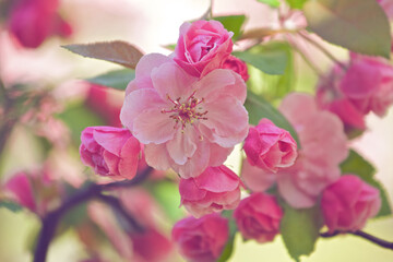 Close up of the pink flowers of Dwarf Flowering Almond tree in spring.
