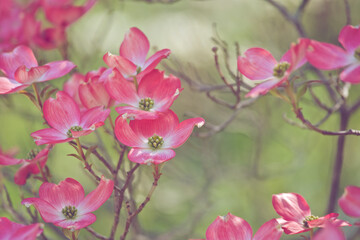 Pink dogwood branches in spring with green background