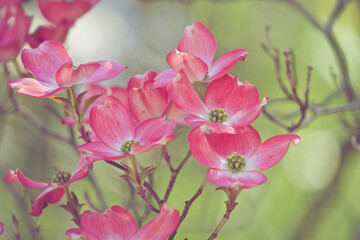 Pink dogwood branches in spring with green background