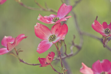 Pink dogwood branches in spring with green background