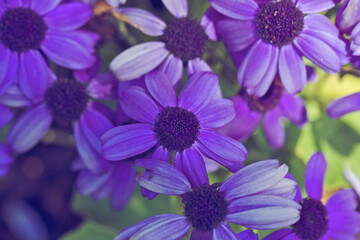 Close up of purple, African daisies on against a green background.