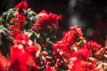 a view of beautiful colorful flowers in the middle of nature