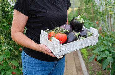 A female farmer holds a box with a crop of organic vegetables in her hands. Tomatoes, peppers and eggplants.
