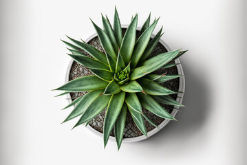 Fototapeta premium Flat lay top view Aloe Vera plant