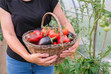 A female farmer holds a wicker basket with a harvest of organic vegetables in her hands. Close up.