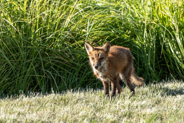 Naklejka na ściany i meble Sickly looking red fox (Vulpes vulpes) walking in public park in Berks County, Pennsylvania