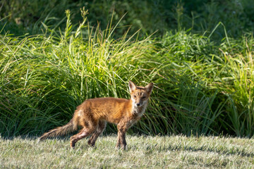 Sickly looking red fox (Vulpes vulpes) walking in public park in Berks County, Pennsylvania