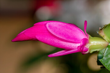 Close up of a Christmas cactus emerging into bloom