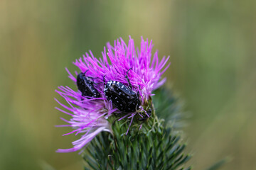 Ein Trauerrosenkäfer auf einer Mariendistel. Nahaufnahme eines Trauerrosenkäfers.

