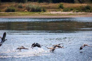 Eine große Gruppe Graugänse im flachen Wasser der Elbe.