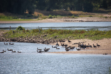 Eine große Gruppe Graugänse im flachen Wasser der Elbe.