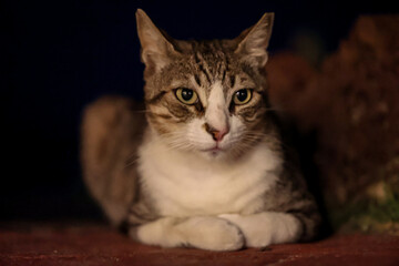 Portrait, Nahaufnahme einer Katze, einer Dorfkatze.