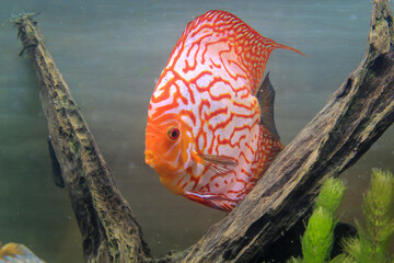 Porträt, Nahaufnahme eines Diskusfisches. Diskus im Aquarium. Amazonasbecken. 