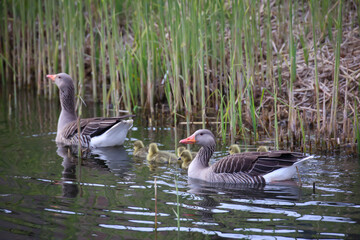 Eine Graugansfamilie an einem Dorfteich wo sie ihr Zuhause hat.