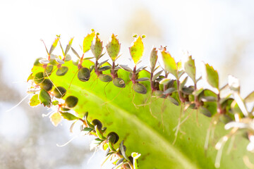 close up kalanchoe pinnata tiny green leaves. Bryophyllum Laetivirens herbal greenery. Kalanchoe Mother of Thousands plant
