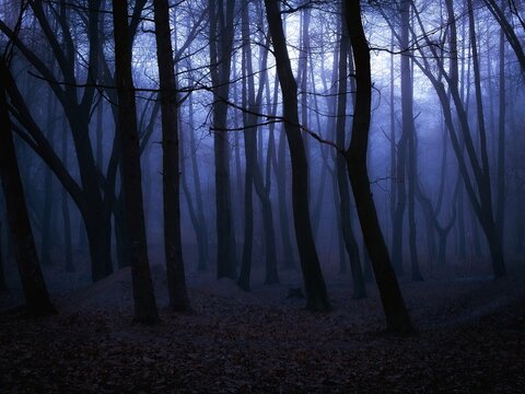 Scary dark forest in the fog. Mysterious autumn woods in blue colors. Gloomy forest at dusk.	