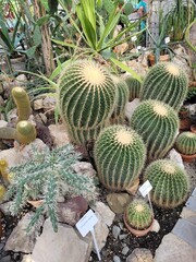 cactus in the garden