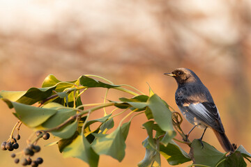 The black redstart male (Phoenicurus ochruros) small passerine bird.