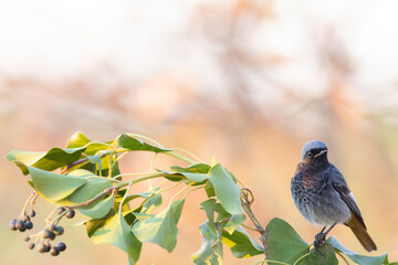 The black redstart male (Phoenicurus ochruros) small passerine bird.