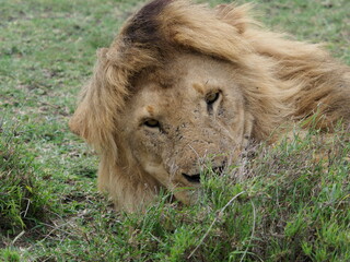 lion in the grass