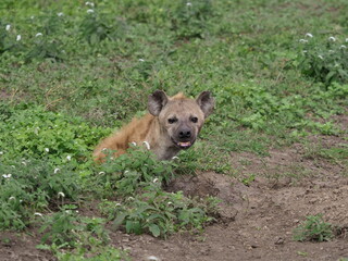Spotted hyena in the serengeti