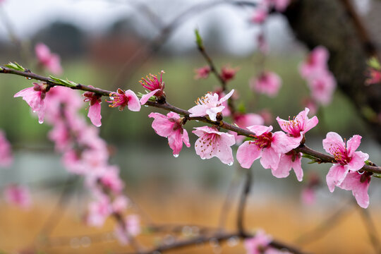 Raindrops cling to pink apple tree blossoms on a branch.