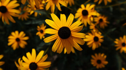 yellow flowers in the garden