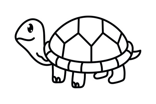 turtle animal coloring