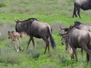 Wildebeest with calf