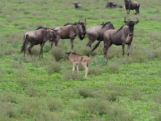 Wildebeest with calf