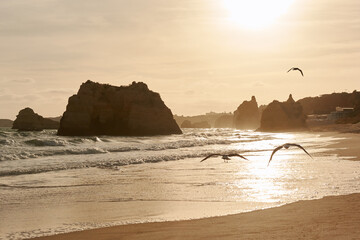Three seagulls flying along the beach at sunset. Algarve, Portugal