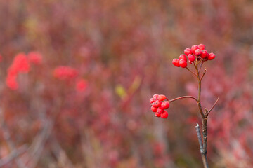 red fruits on a twig without leaves in fall against red colored natural background