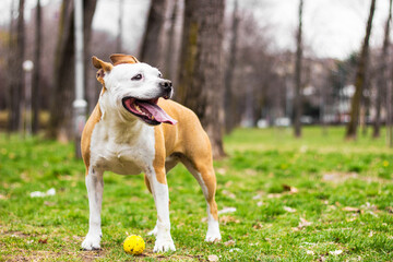 Playful pet dog playing with ball  in the park